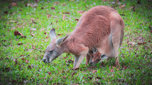動物園里的袋鼠