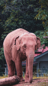 動物園里的大象