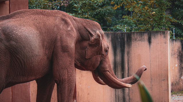 動物園里的大象