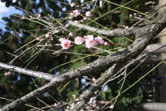 樱花