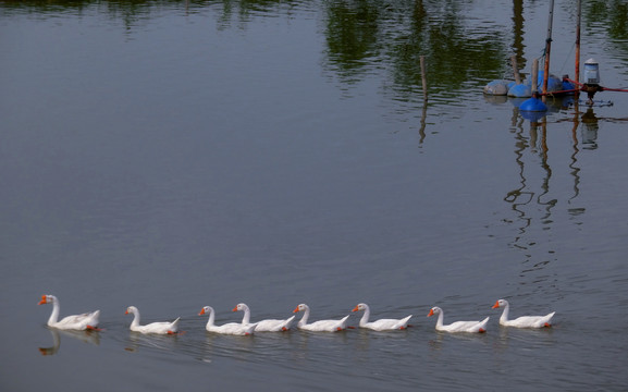 一群白鹅水中游