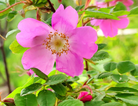 野玫瑰花