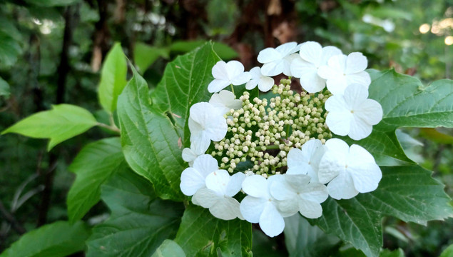 雪球花