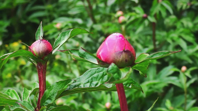 牡丹花蕾