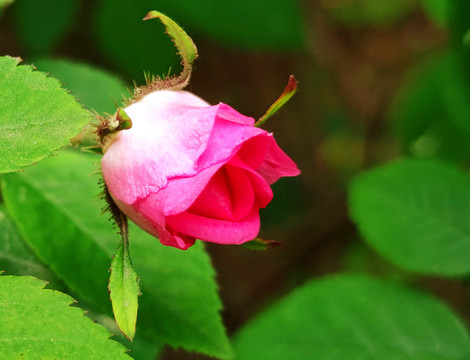 野玫瑰花