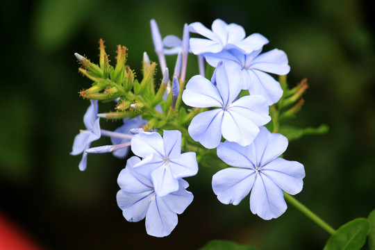 蓝雪花