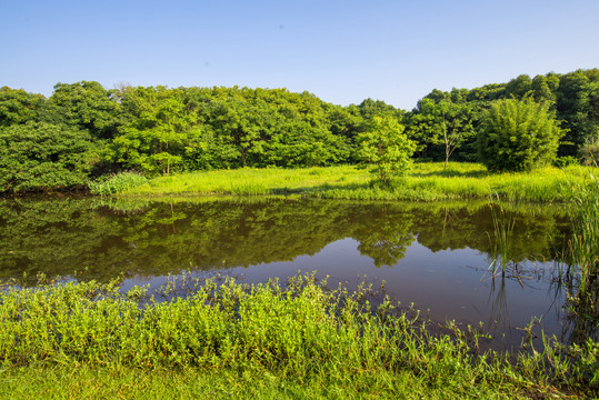 阳光树林池塘