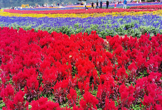 花卉种植园