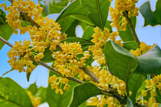 桂花金桂