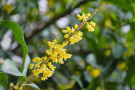 一枝桂花金桂