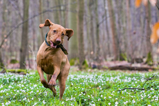 匈牙利维斯拉犬