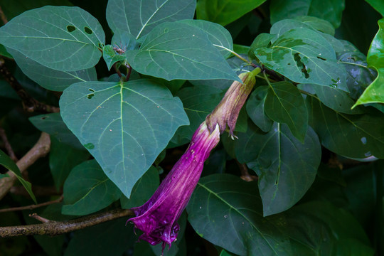 紫花重瓣曼陀罗