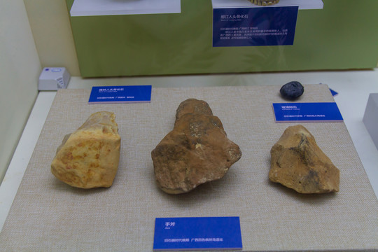 广西民族博物馆化石