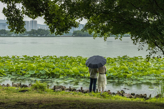 雨中赏荷