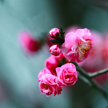 红梅花儿开