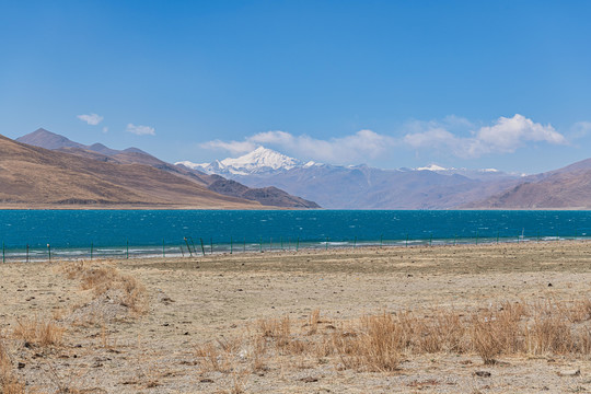 羊卓雍措湿地