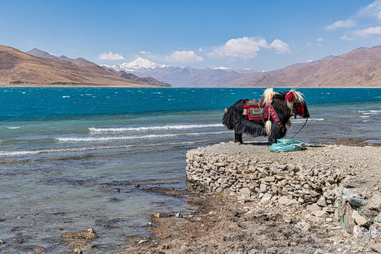 羊卓雍措湿地