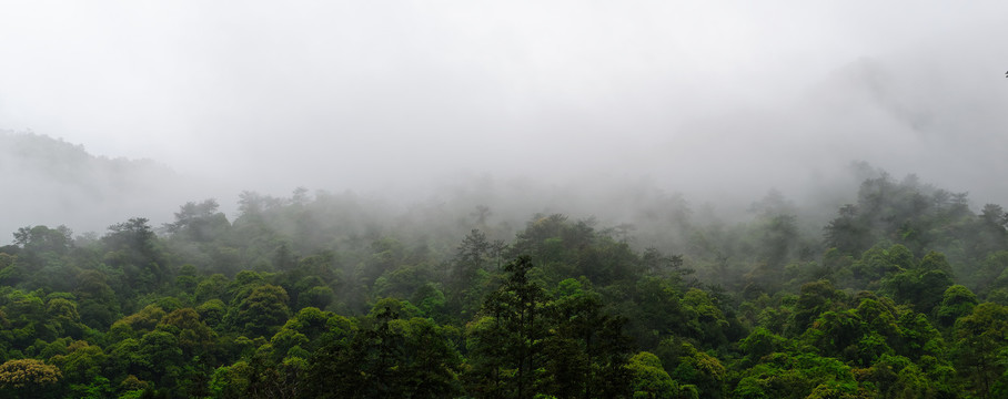 雨雾森林