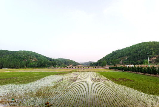 南泥湾水稻田