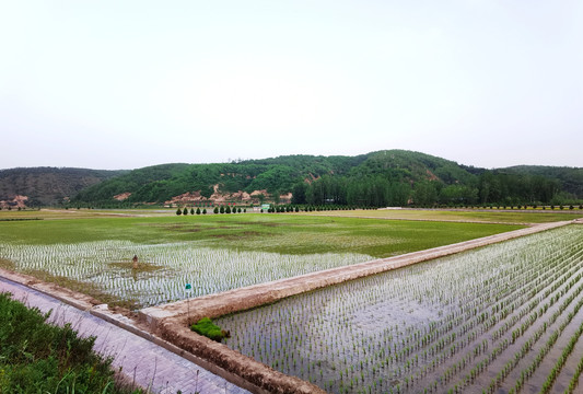 陕北好江南南泥湾水稻田