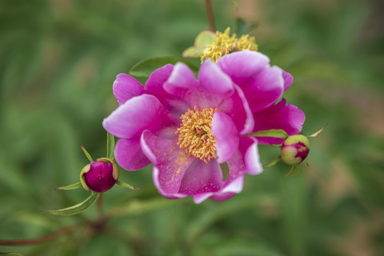 芍药花