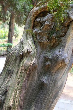 千年古柏树