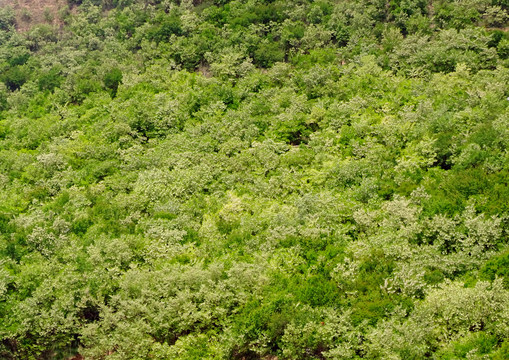 青山绿树