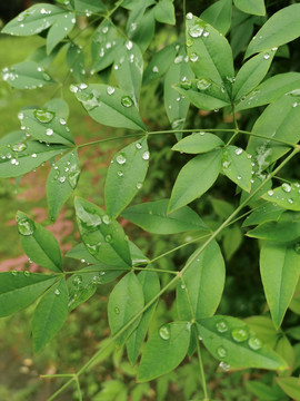 雨水打湿的叶子