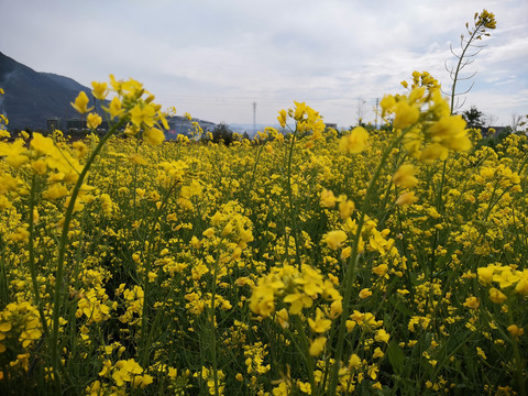 油菜花