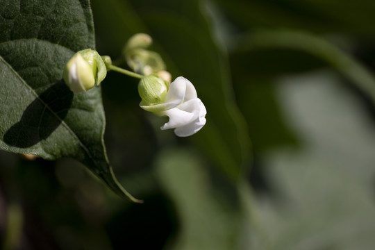 豇豆开花