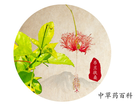 吊燈扶桑