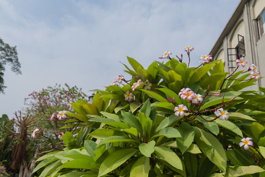 鼓浪屿鸡蛋花