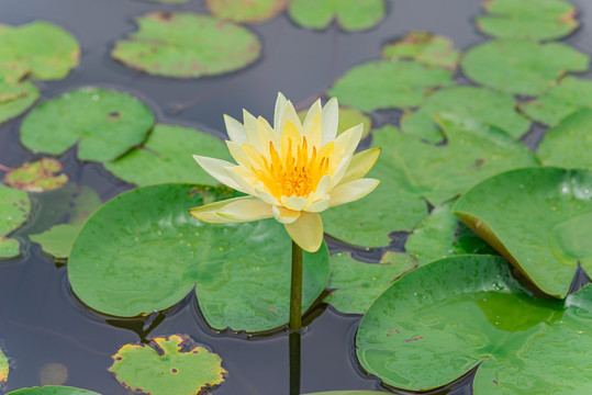 夏季池塘睡莲花绽放