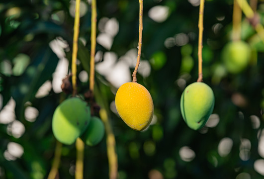 2021年夏天树上的新鲜芒果