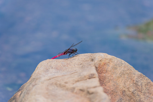 夏天石头上的红蜻蜓