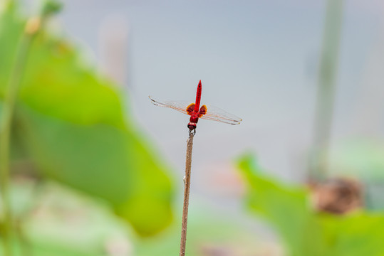 夏季荷梗上的红色蜻蜓