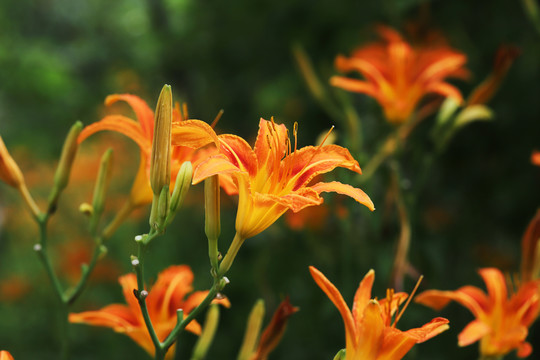 黄花菜