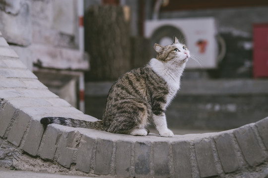 北京法源寺猫咪