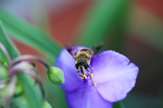 蜜蜂