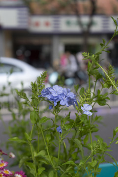 蓝雪花