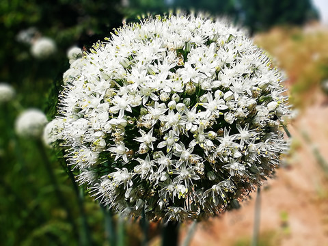 洋葱开花