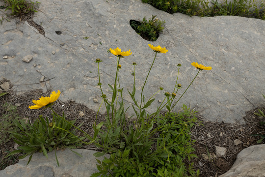 巨石旁的野花