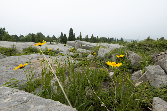 巨石旁的野花