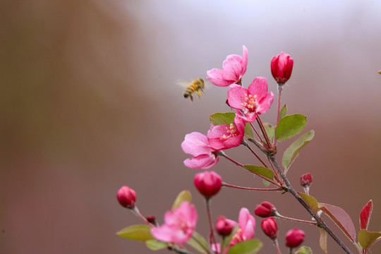 乔木海棠花妖娆花姿绿叶红花