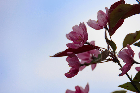 乔木海棠花妖娆花姿绿叶红花乔木