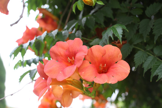 凌霄花開