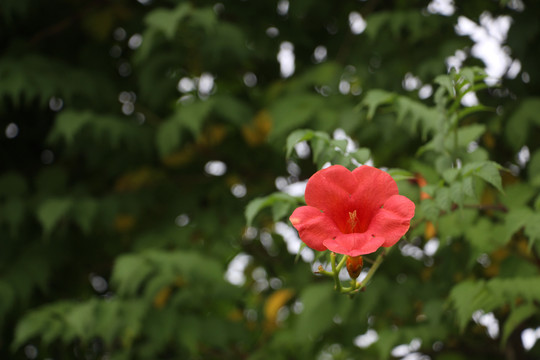 凌霄花开