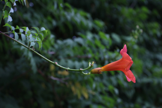 凌霄花开