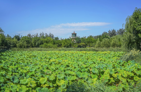 天津北宁公园高清大图