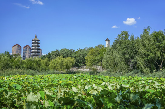 天津北宁公园高清大图